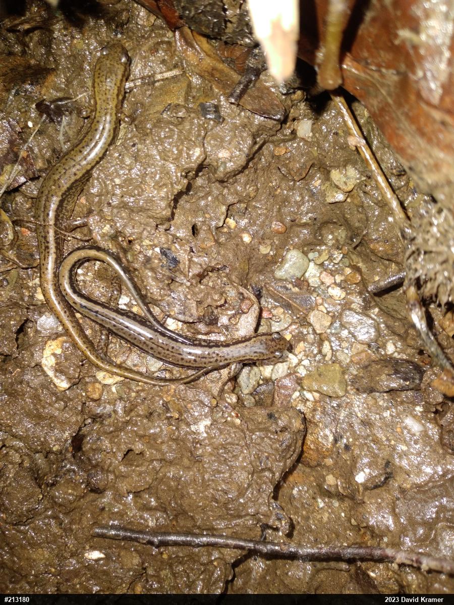 Northern Two-lined Salamander