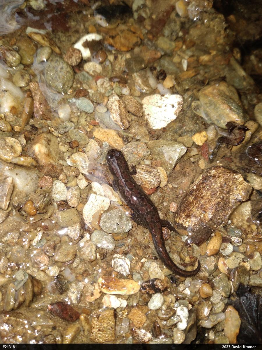 Northern Dusky Salamander