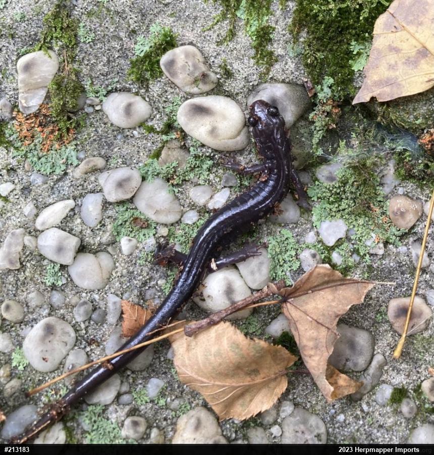 Wehrle's Salamander
