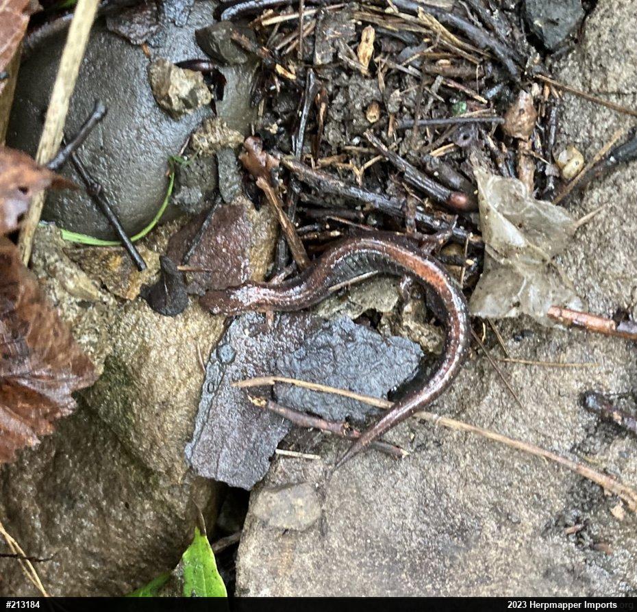 Eastern Red-backed  Salamander