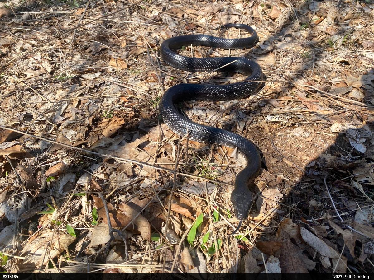 Eastern Ratsnake