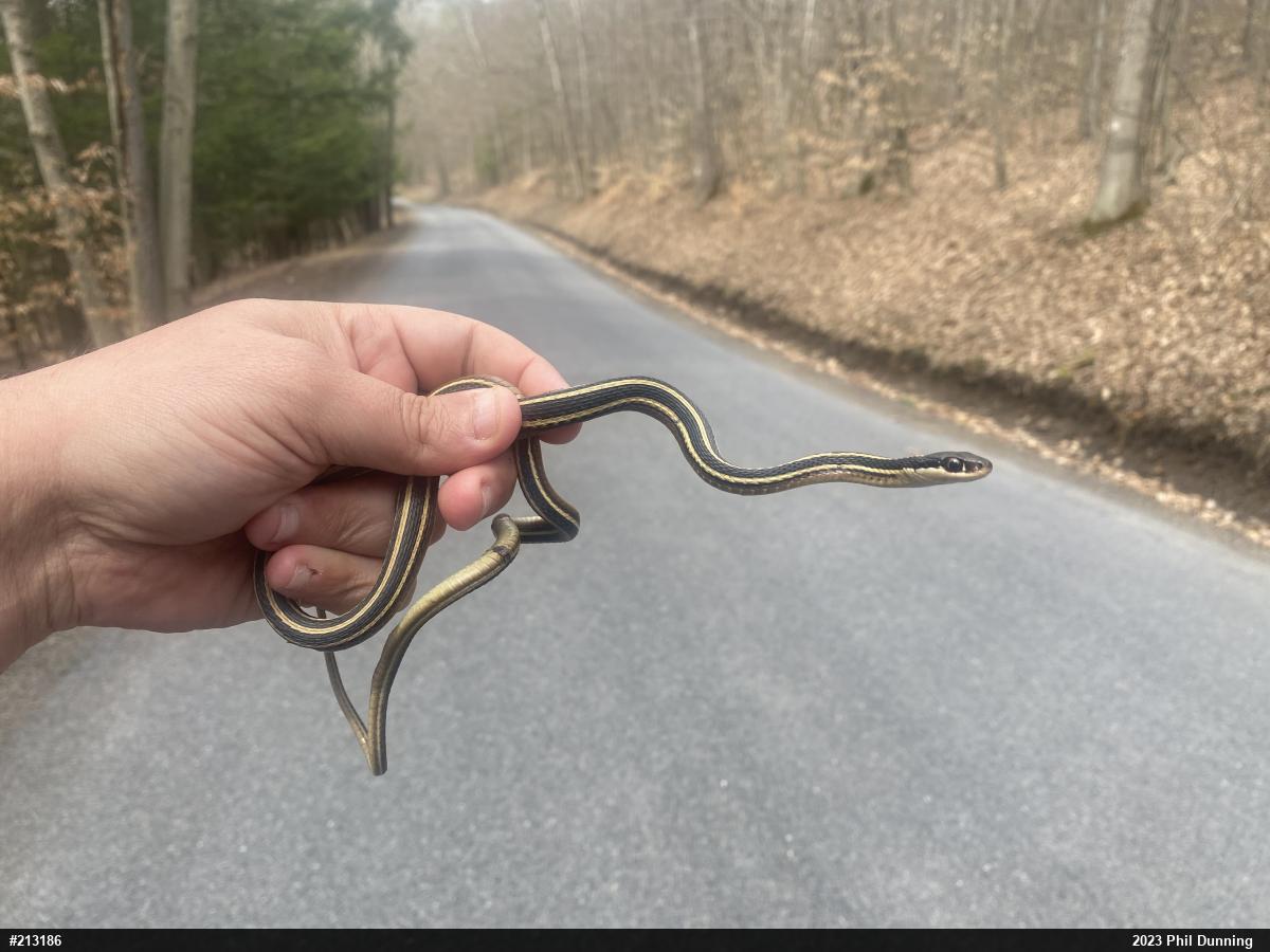 Northern Ribbonsnake