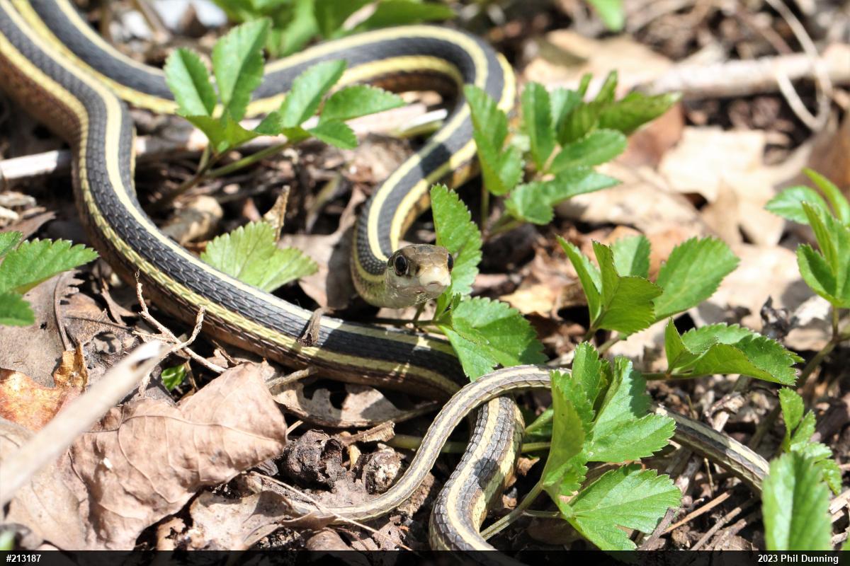 Northern Ribbonsnake