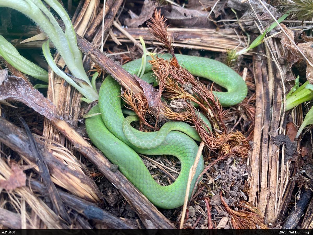 Smooth Greensnake