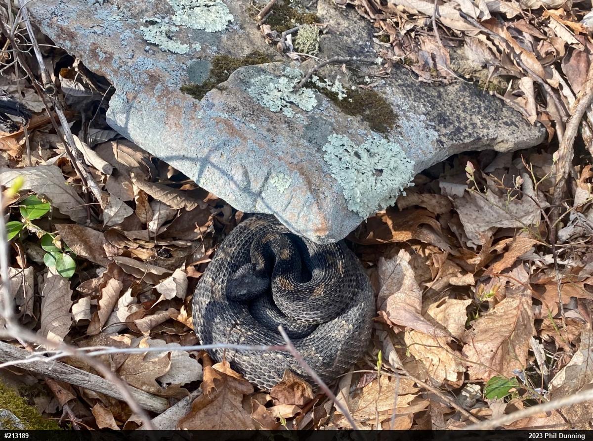 Timber Rattlesnake