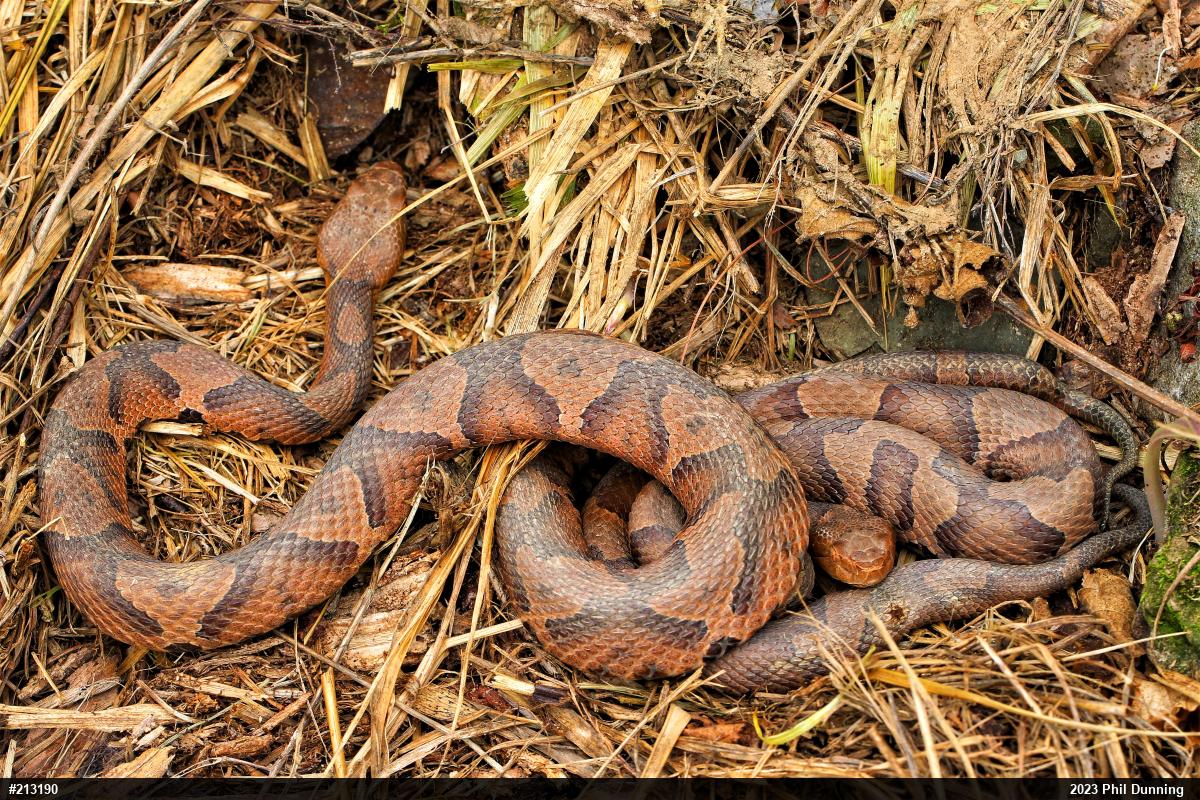 Northern Copperhead