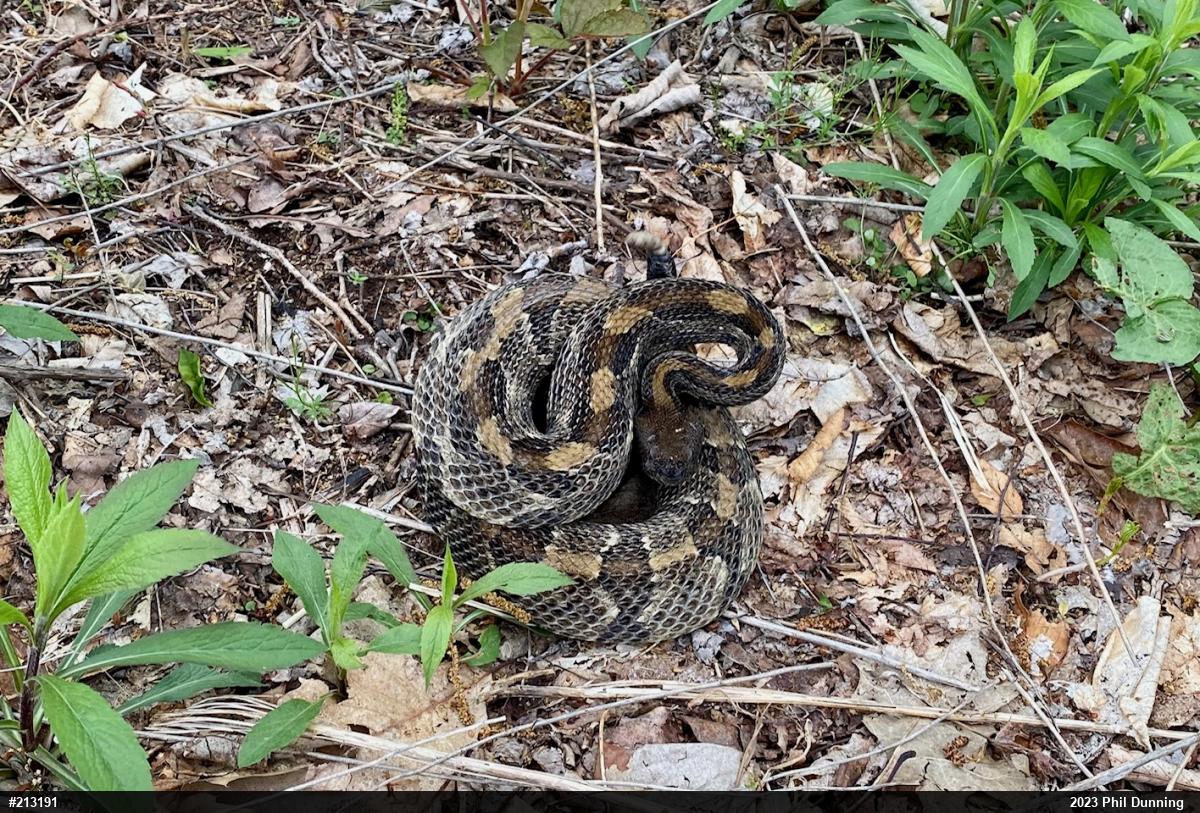 Timber Rattlesnake