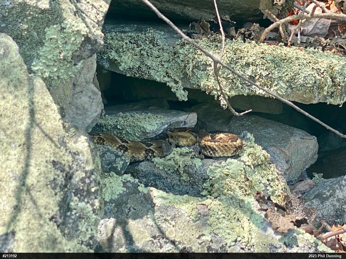 Timber Rattlesnake
