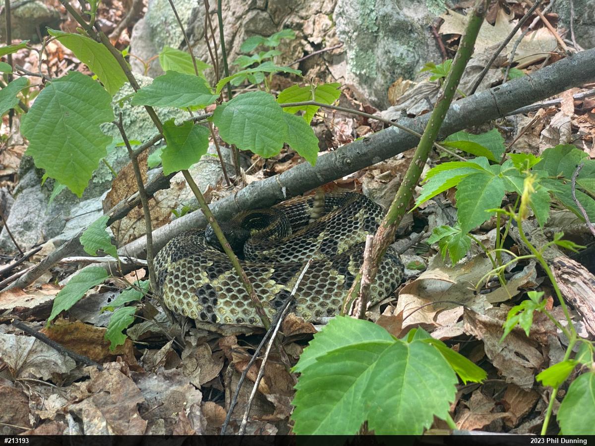 Timber Rattlesnake