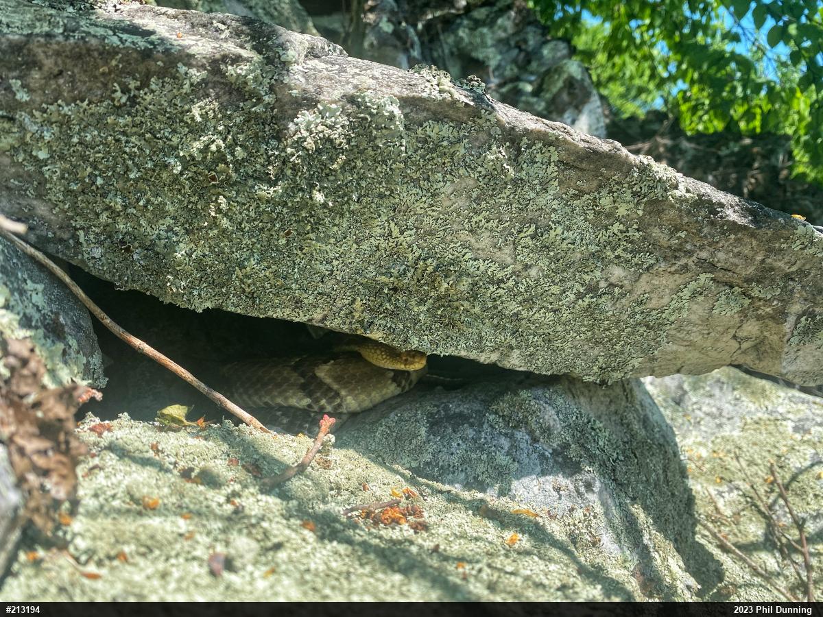 Timber Rattlesnake
