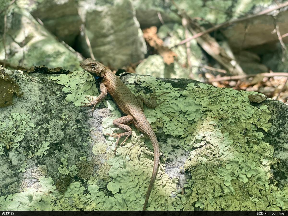 Eastern Fence Lizard