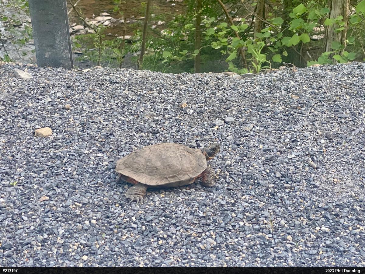 Wood Turtle