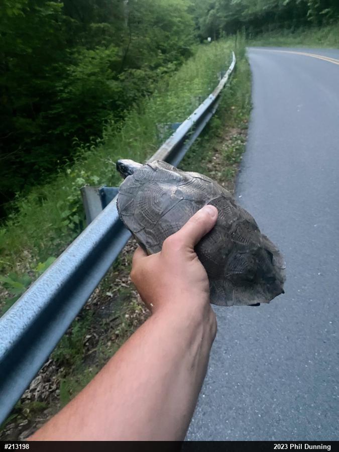 Wood Turtle
