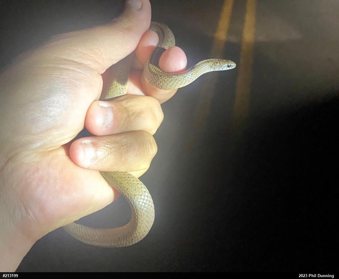 Mountain Earthsnake