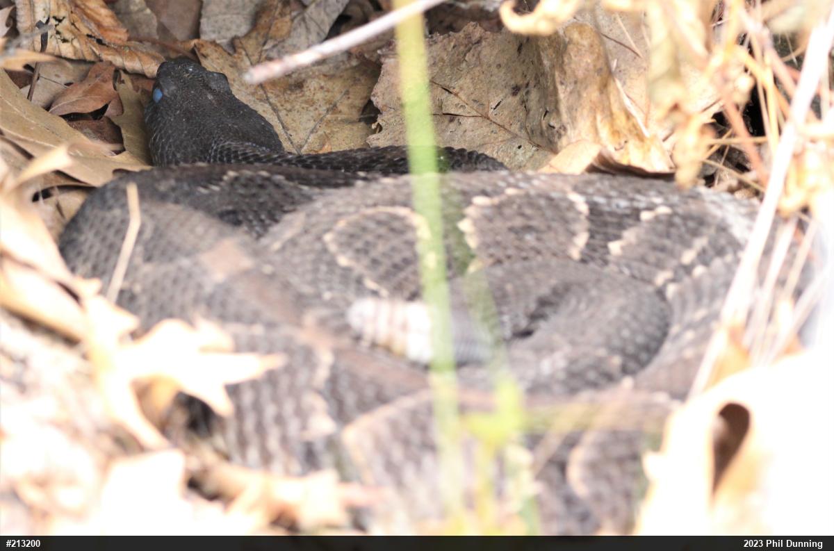 Timber Rattlesnake