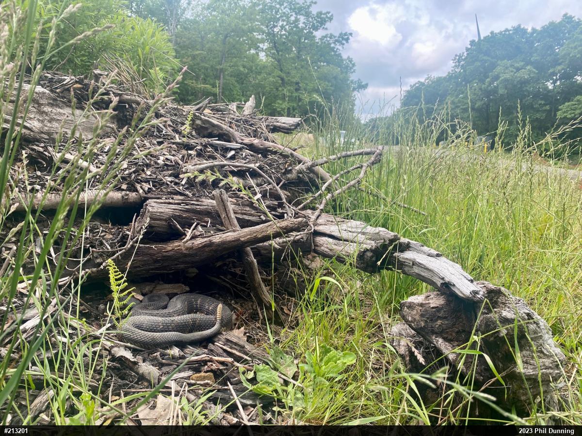 Timber Rattlesnake