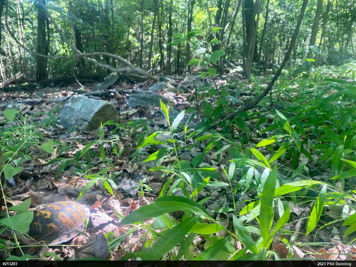 Eastern Box Turtle