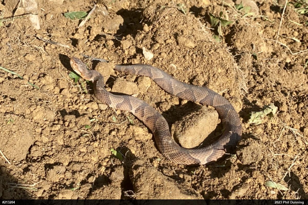 Northern Copperhead