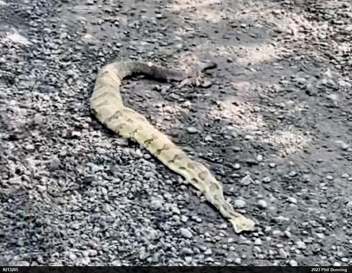 Timber Rattlesnake