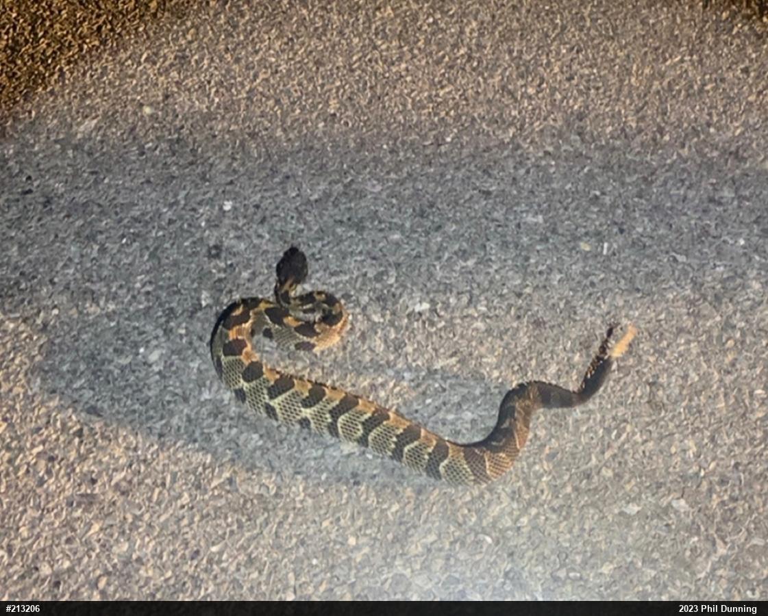Timber Rattlesnake
