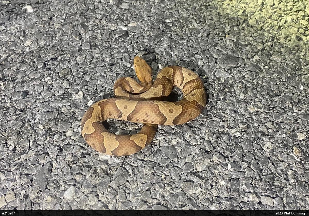 Northern Copperhead