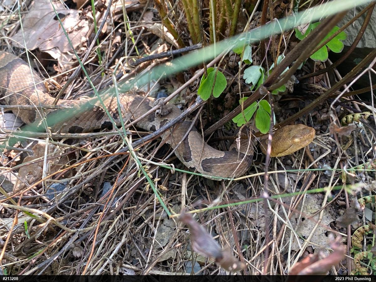 Northern Copperhead
