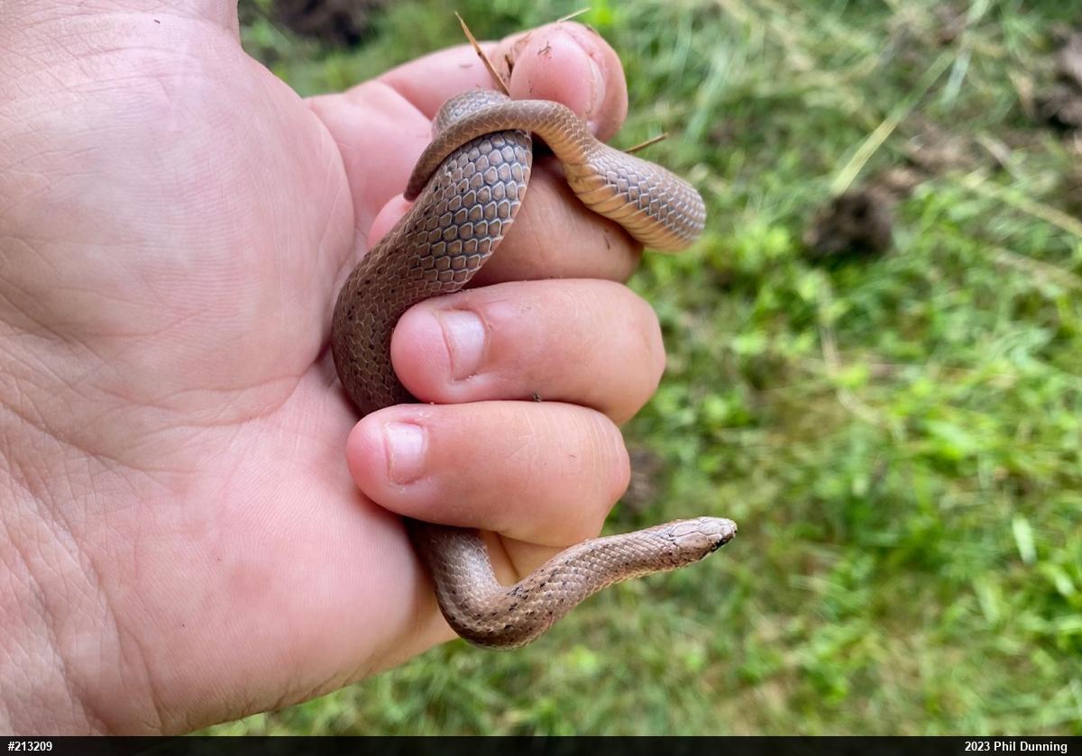 Mountain Earthsnake