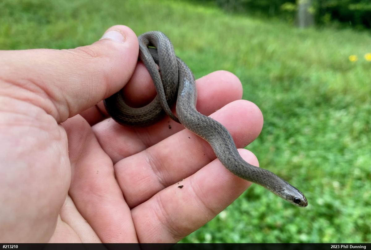 Mountain Earthsnake