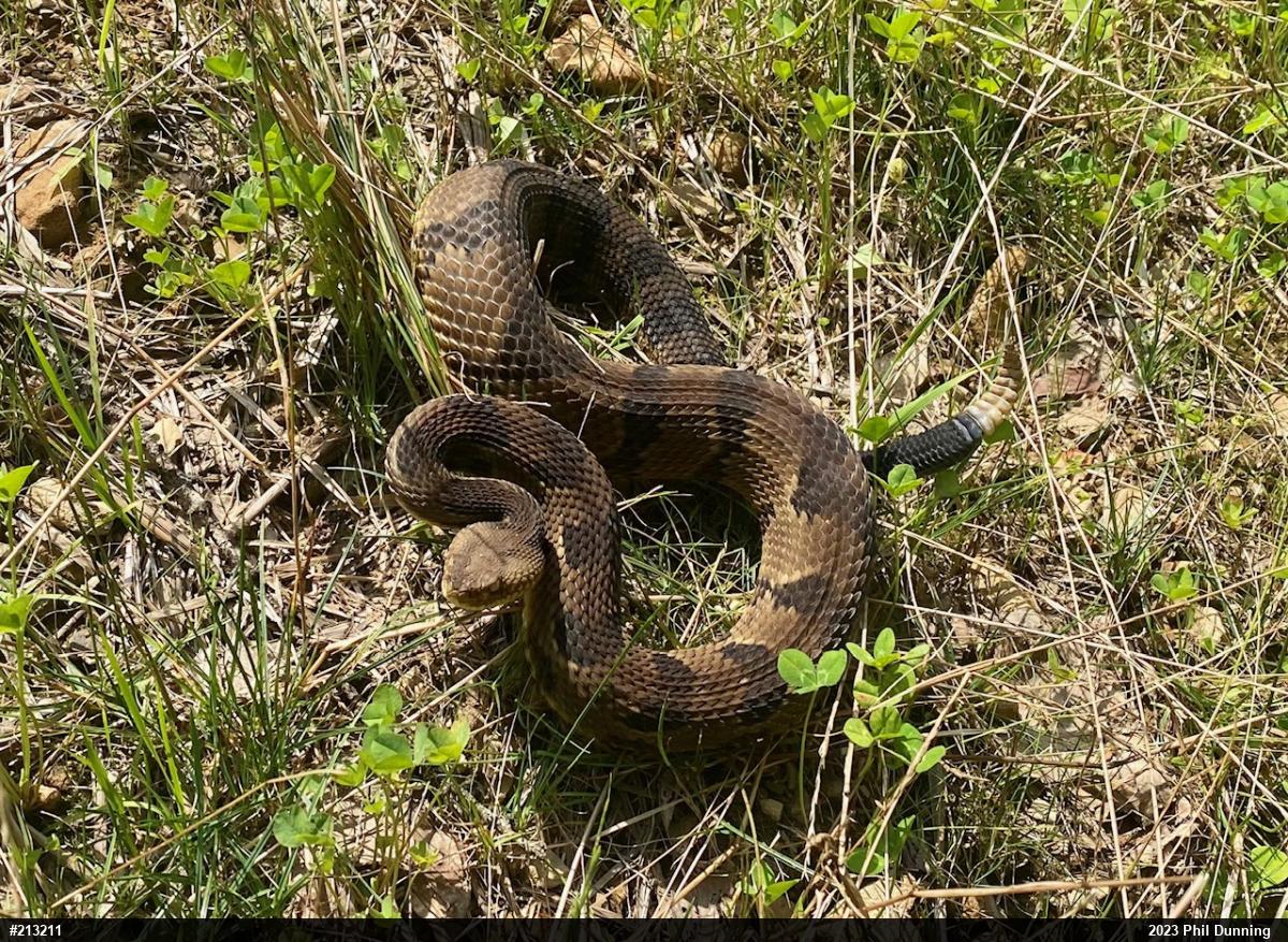Timber Rattlesnake
