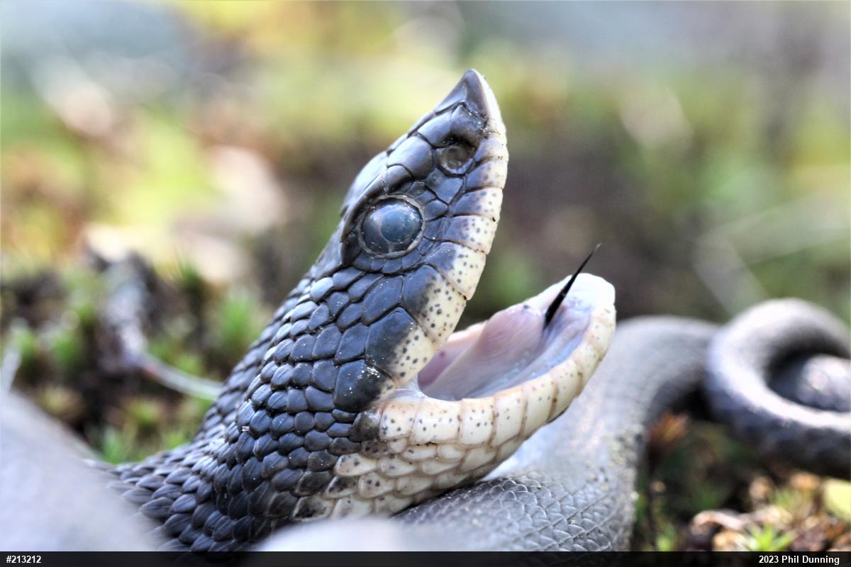 Eastern Hog-nosed Snake