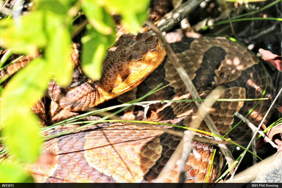 Northern Copperhead