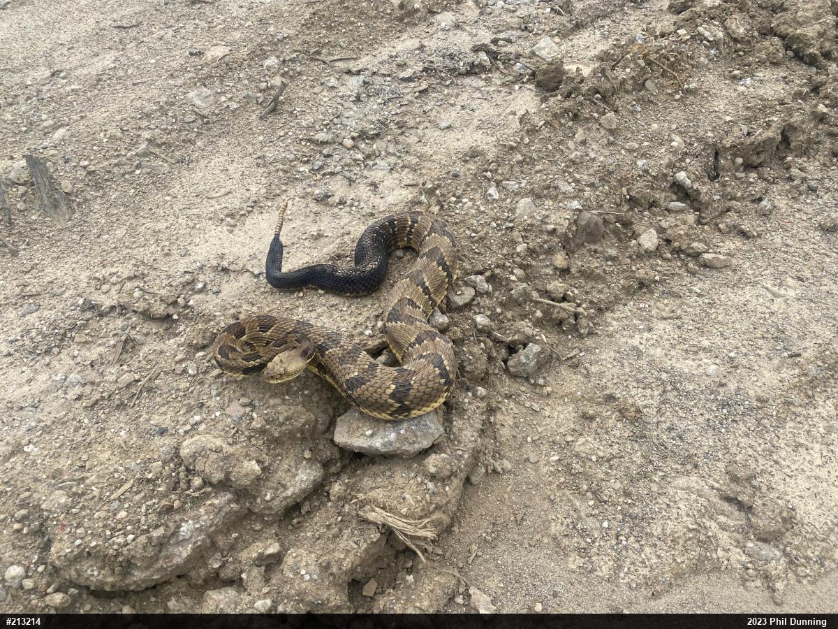 Timber Rattlesnake