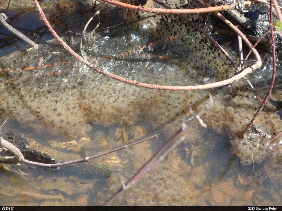 Wood Frog