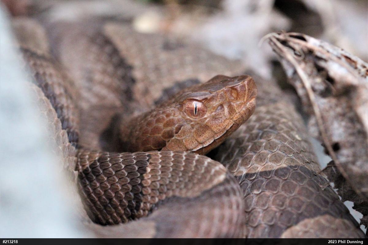 Northern Copperhead
