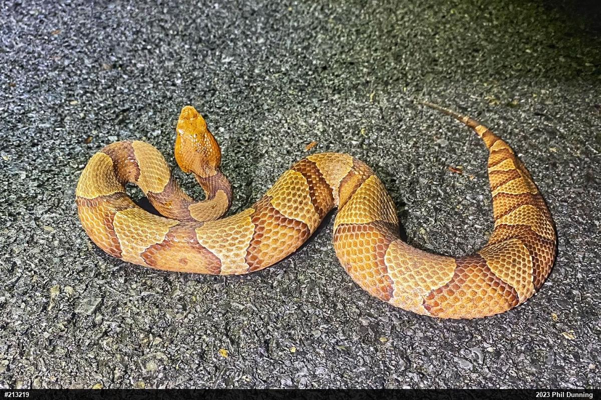 Northern Copperhead