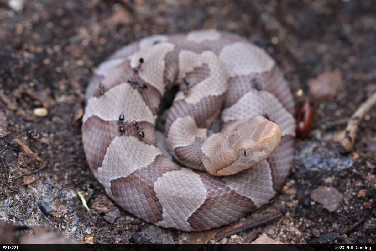 Northern Copperhead