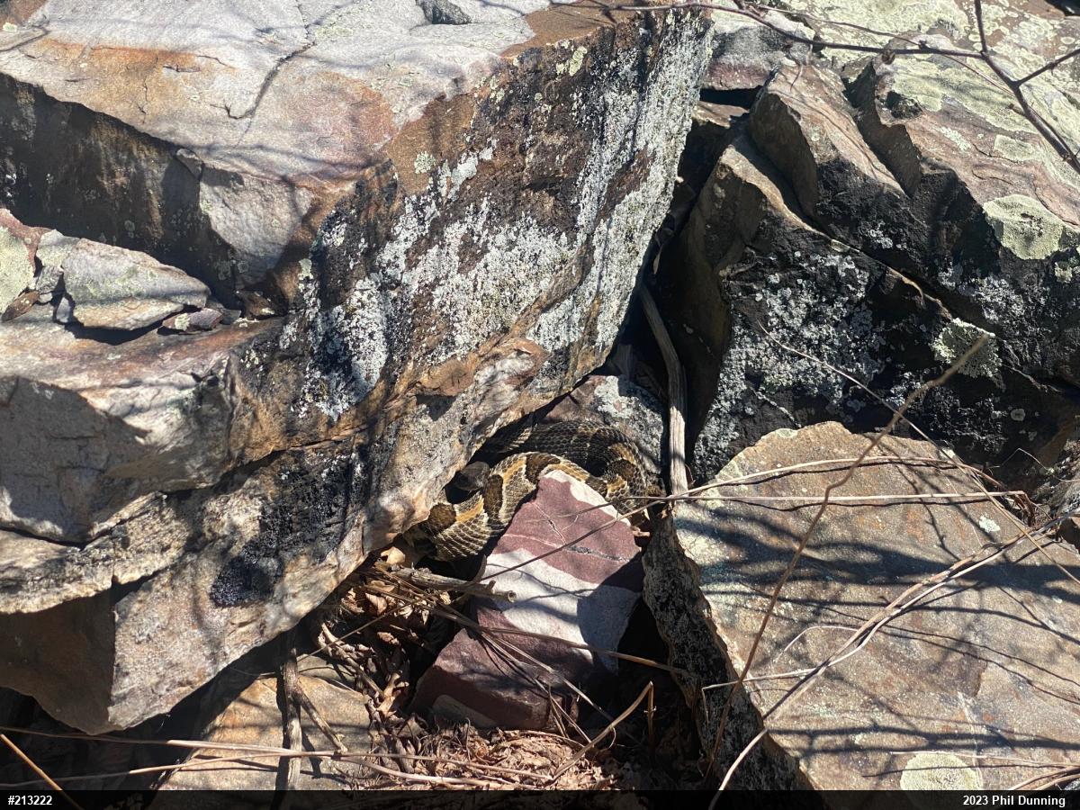 Timber Rattlesnake