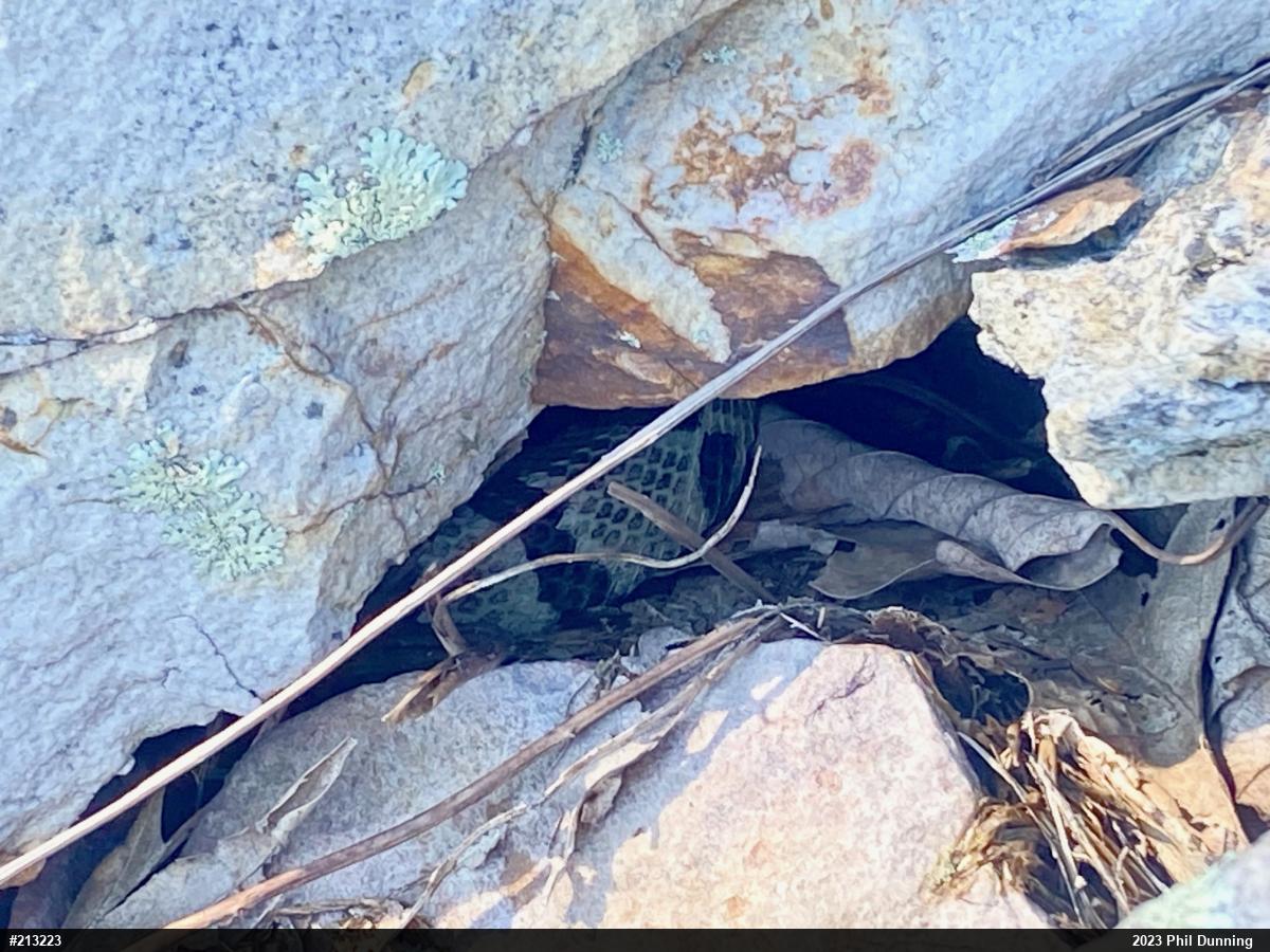 Timber Rattlesnake