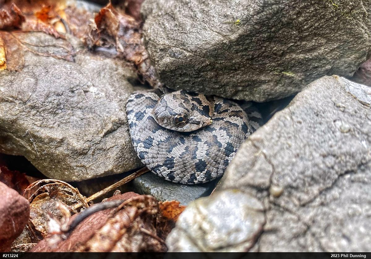 Eastern Hog-nosed Snake