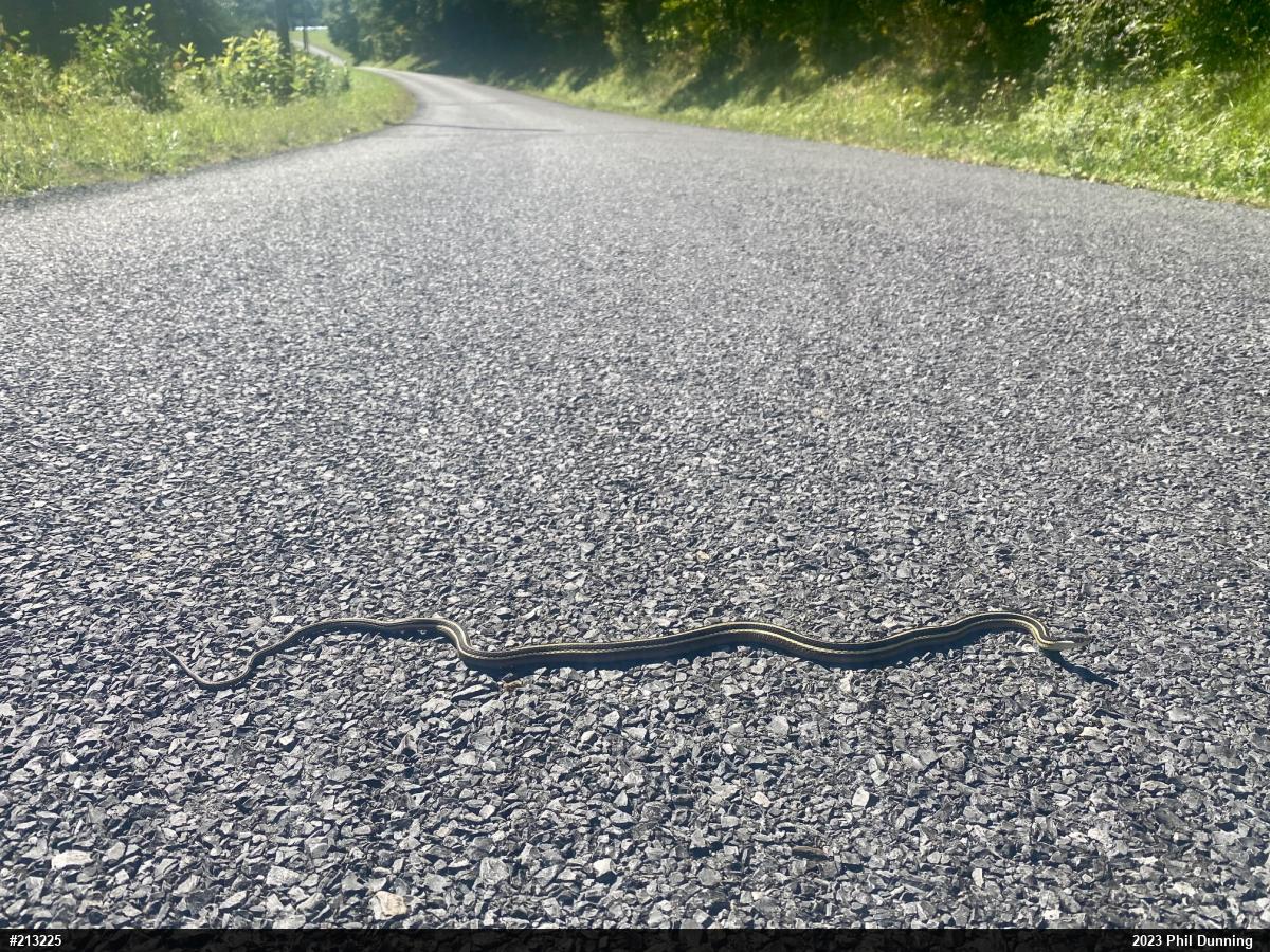 Northern Ribbonsnake