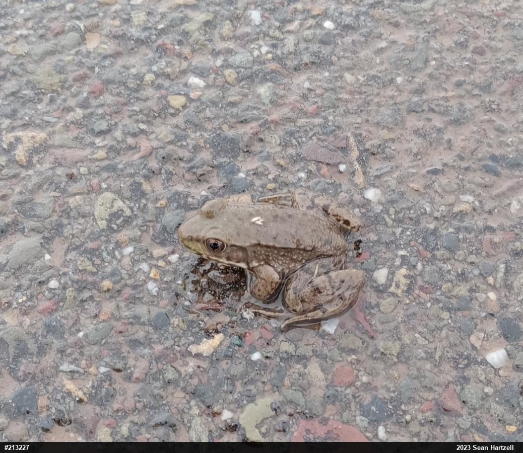 Green Frog