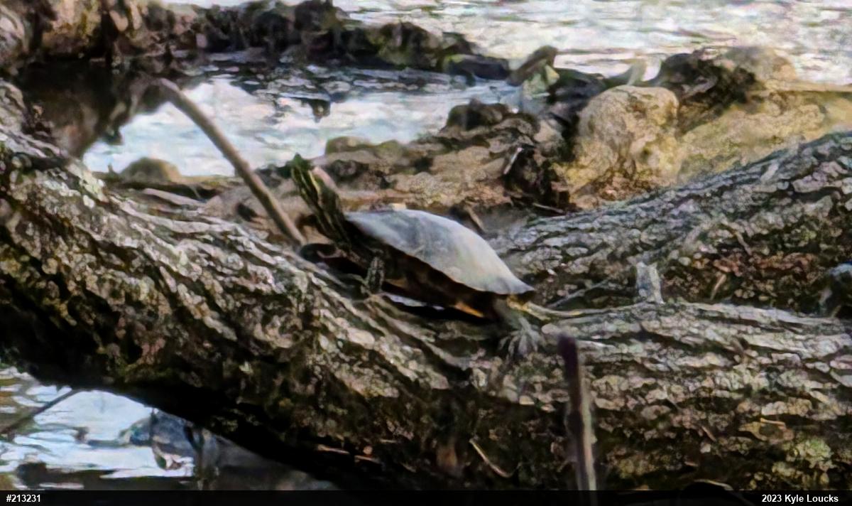 Pond Slider