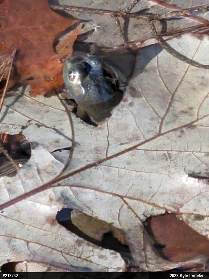 American Bullfrog