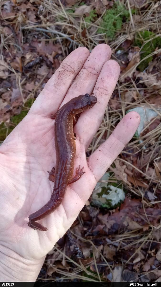 Northern Spring Salamander