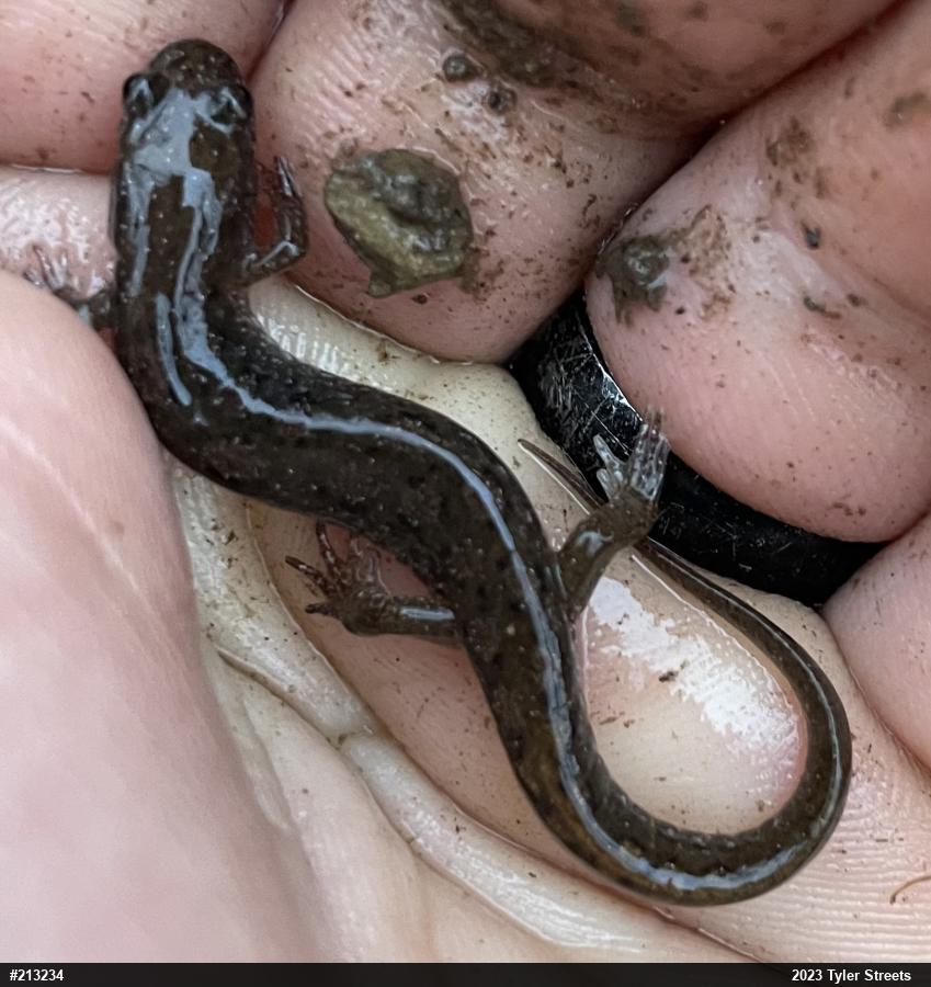 Northern Dusky Salamander