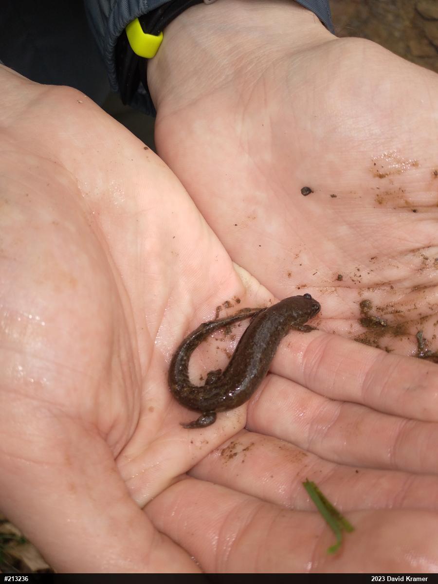 Northern Dusky Salamander