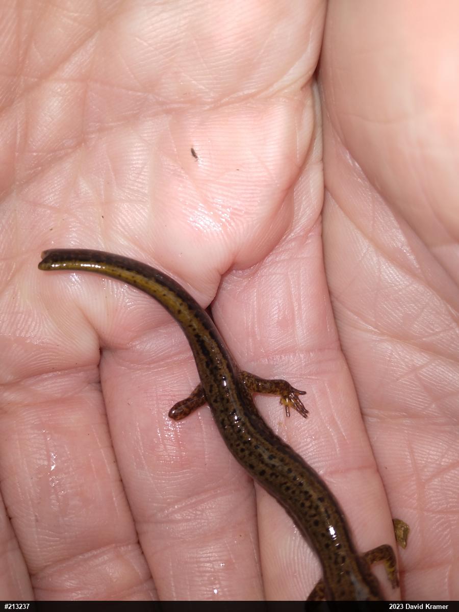 Northern Two-lined Salamander
