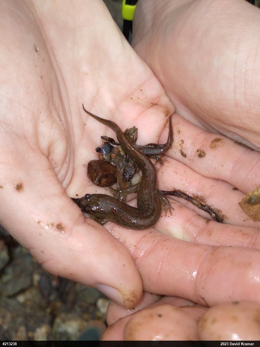 Northern Dusky Salamander