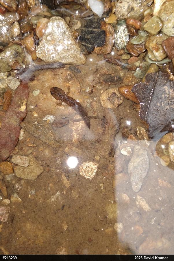 Northern Dusky Salamander