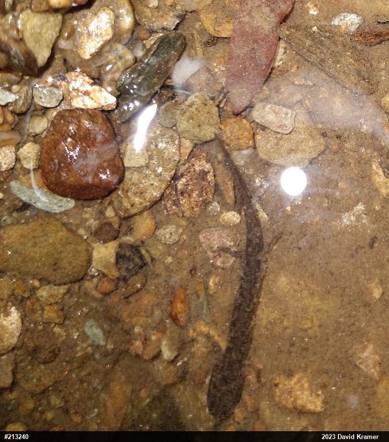 Northern Two-lined Salamander